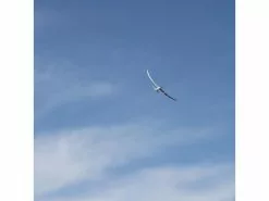 E-flite Motorsegler Night Radian 2000 mm BNF Basic -RC Flugzeug Verkäufe 207782186 xxl